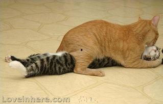 贱猫图片,捕捉喵星人搞笑瞬间