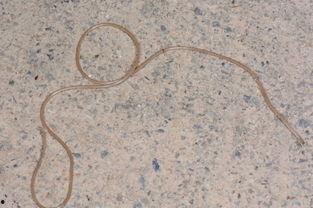 铁线虫的图片,揭秘神秘生物的形态与习性