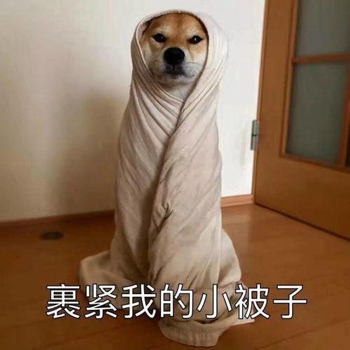 赶紧裹紧小棉被表情包,赶紧裹紧小棉被表情包诠释温暖情谊”