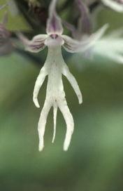 性花照片,探索自然界中的神秘与魅力