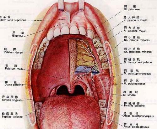 口腔配八卦,八卦智慧下的口腔健康之道